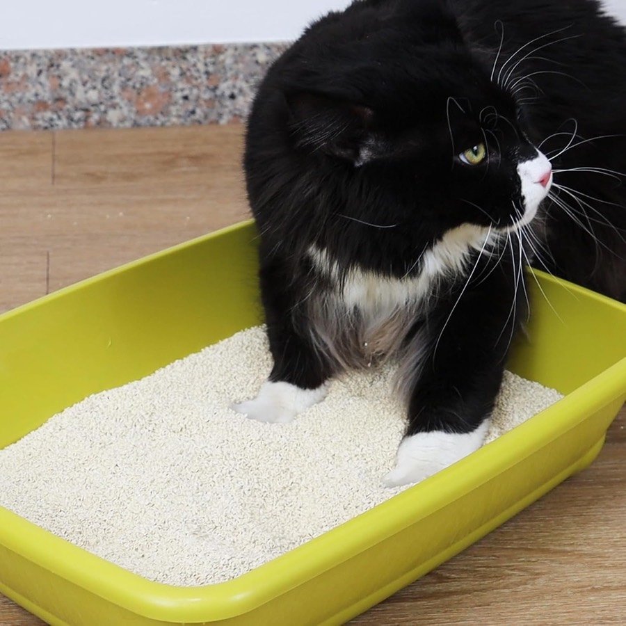 Ver imagen 6 de 6: Gato blanco y negro escarbando en una bandeja verde con arena Croci
