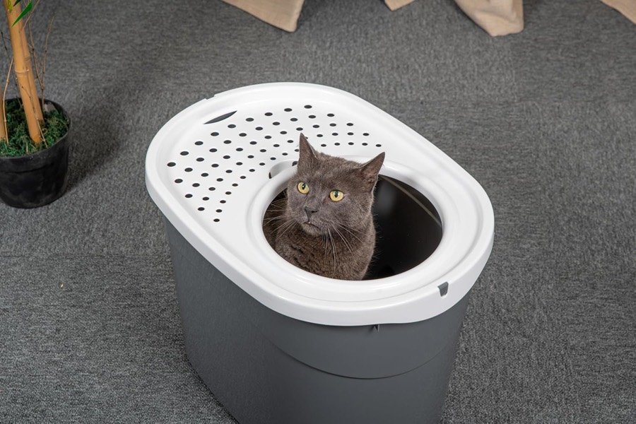 Ver imagen 4 de 5: Gato gris asomado por la abertura de la tapa del arenero Iris Ohyama