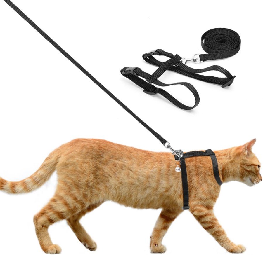 Gato atigrado anaranjado caminando con el arnés Nobleza negro en forma de H y su correa fina enganchada al dorso