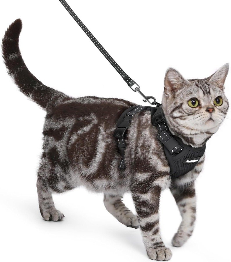 Gato atigrado gris caminando con el arnés rabbitgoo negro con hebilla en el cuello y la correa enganchada a la anilla dorsal