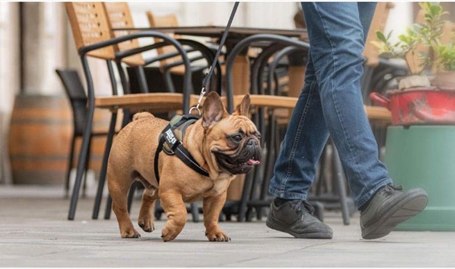 Ver imagen 3 de 6: Bulldog francés leonado paseando por una terraza con un arnés Julius-K9 negro puesto