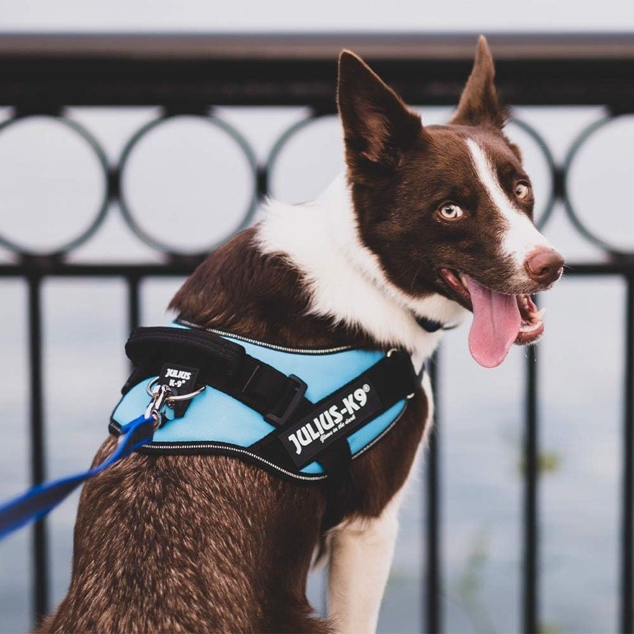 Ver imagen 3 de 6: Border collie marrón y blanco con un arnés Julius-K9 azul claro, de pie junto a una verja