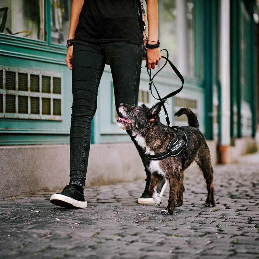 Ver imagen 6 de 6: Perro atigrado caminando sobre adoquines con el arnés Julius-K9 negro y su dueño al lado