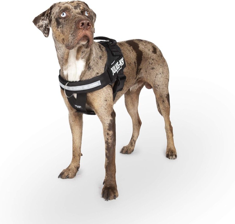 Ver imagen 6 de 6: Perro de talla grande llevando puesto el arnés Julius-K9 IDC Powerharness negro