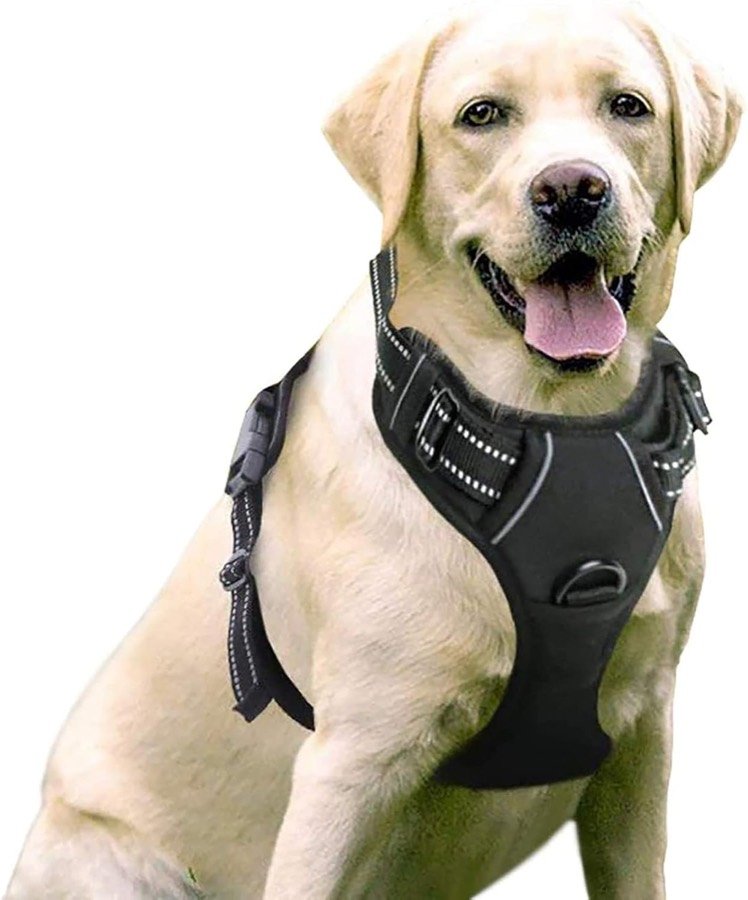 Labrador claro con el arnés de chaleco rabbitgoo negro puesto, visto de frente