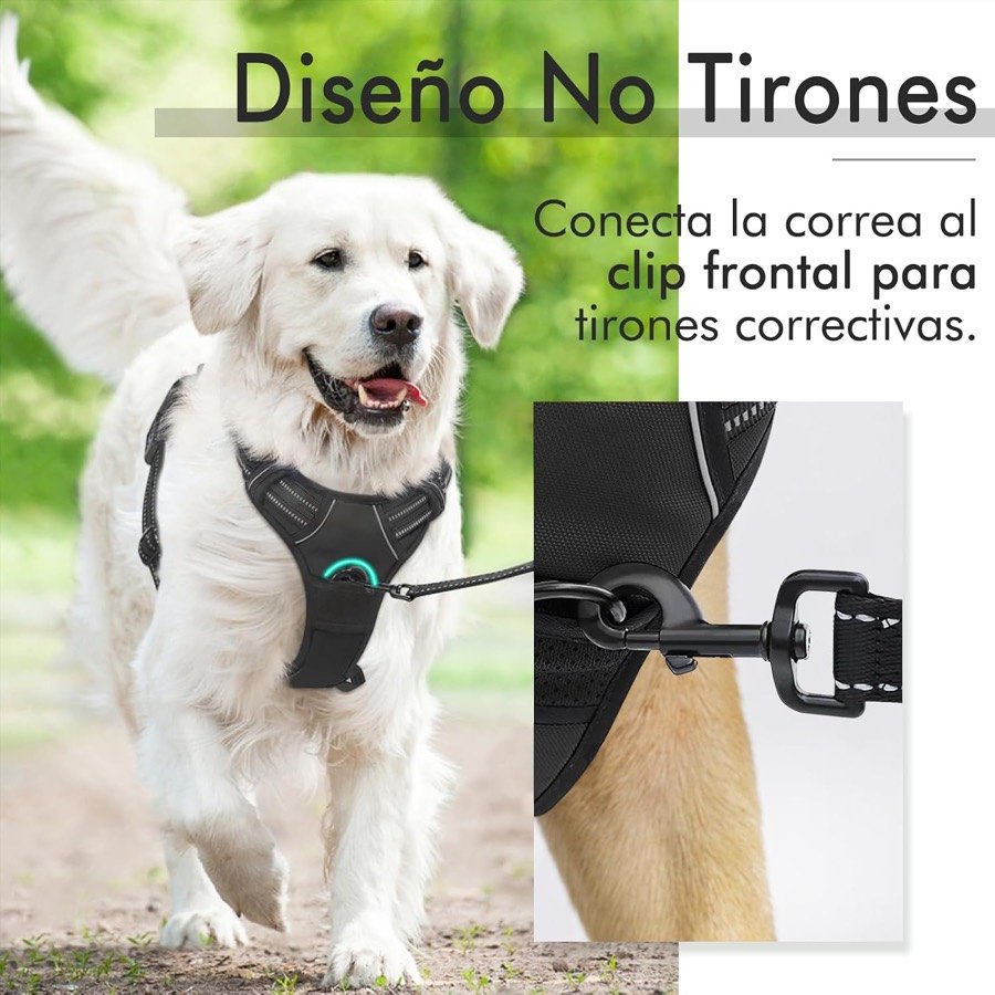 Ver imagen 5 de 5: Golden retriever paseando con la correa enganchada al clip frontal del arnés rabbitgoo para corregir el tirón