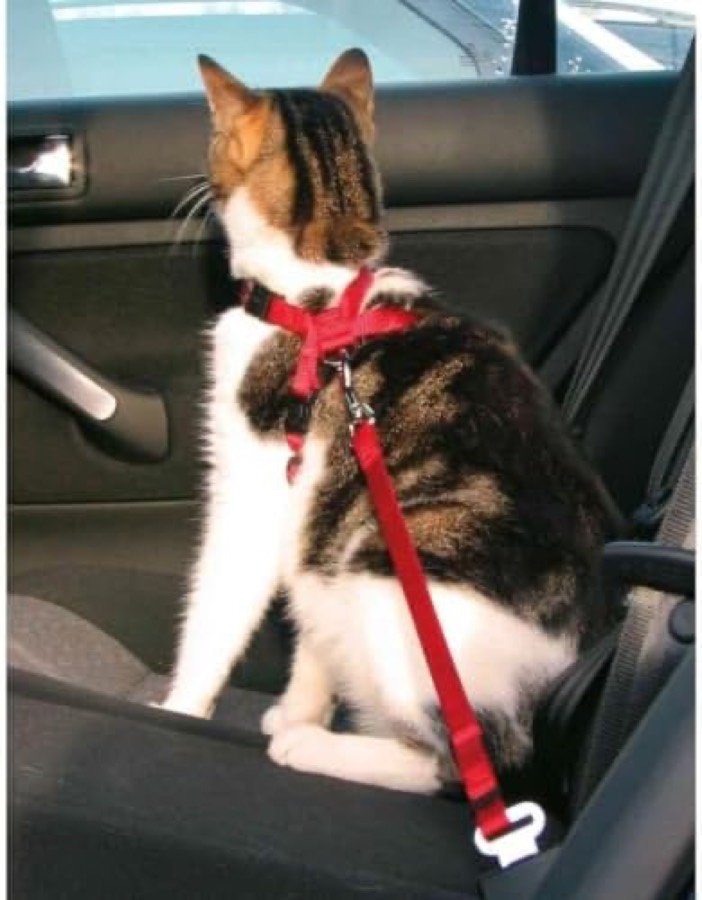 Ver imagen 5 de 6: Gato atigrado con el arnés Trixie rojo puesto, sentado en el asiento trasero de un coche