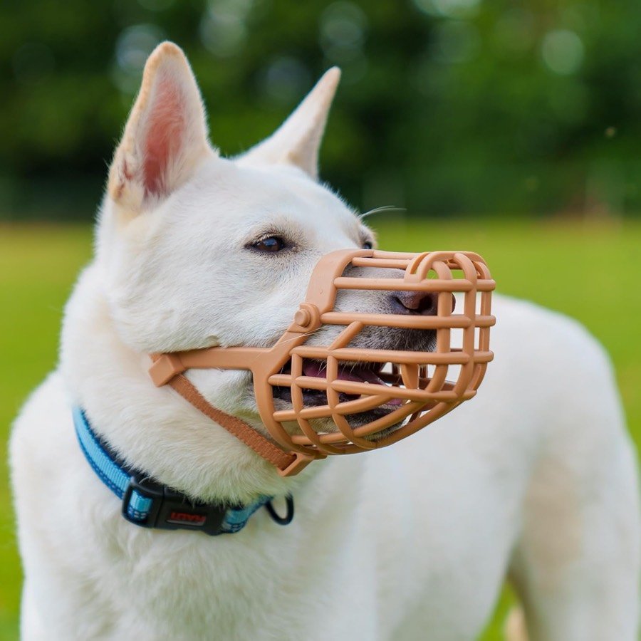 Ver imagen 2 de 6: Perro blanco de hocico largo con el bozal Baskerville Classic marrón puesto, de perfil sobre un fondo de hierba