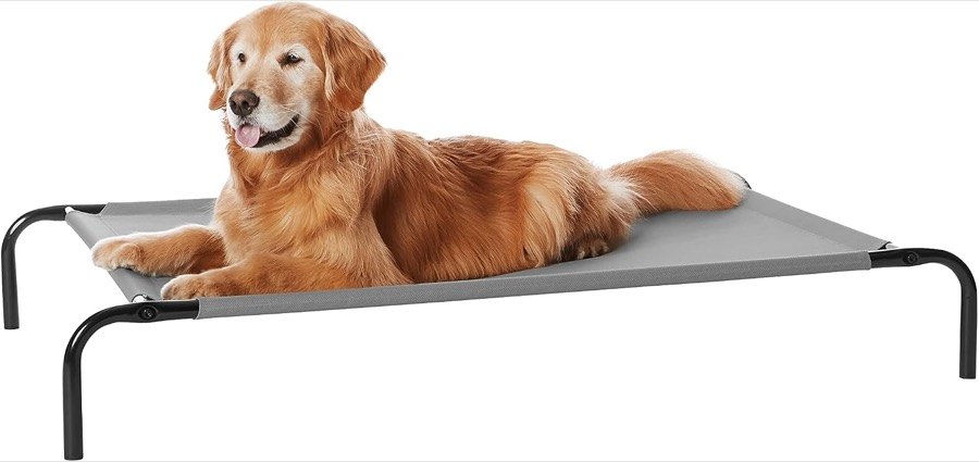 Golden retriever tumbado sobre la cama elevada Amazon Basics de malla gris y marco negro
