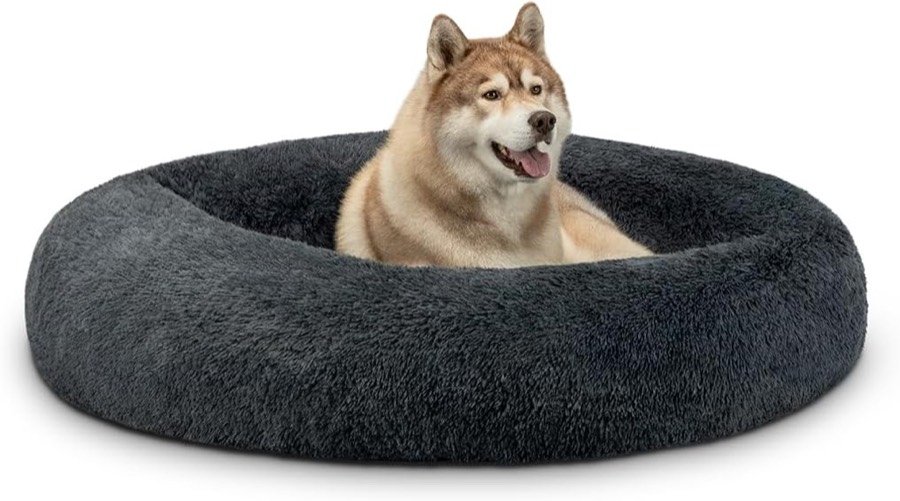 Malamute tumbado dentro de la cama redonda lionto de felpa gris oscuro, sobre fondo blanco