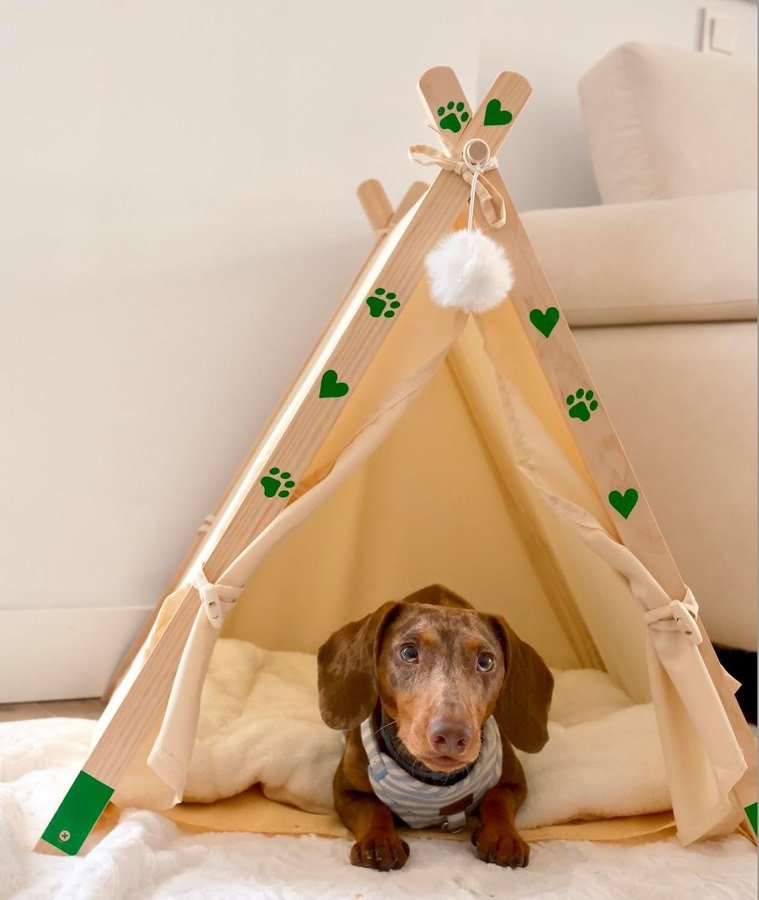 Ver imagen 3 de 6: Teckel de pelo corto tumbado en el cojín de la cama tipi, junto a un sofá blanco