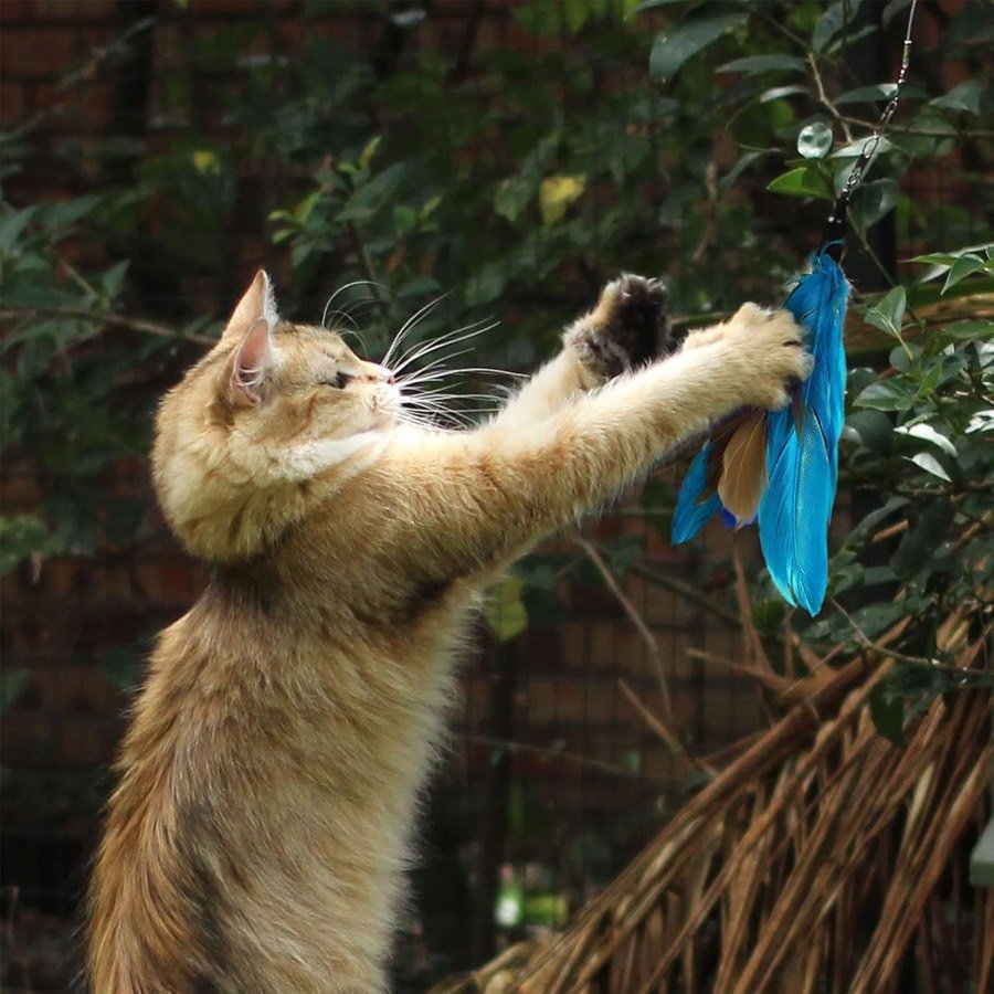 Ver imagen 3 de 6: Gato atigrado de pie sobre las patas traseras atrapando una pluma azul de la caña