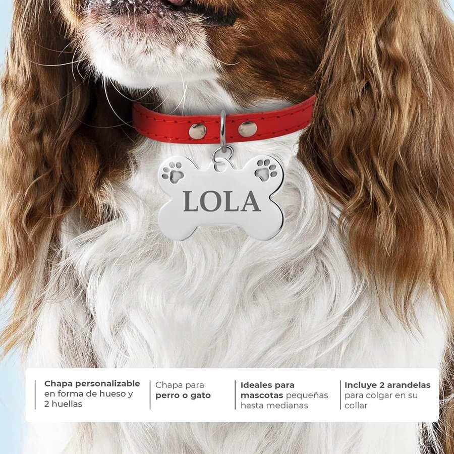 Ver imagen 2 de 6: Cavalier king charles con la chapa de hueso y huellas colgando de un collar rojo, junto a los cuatro argumentos de personalización
