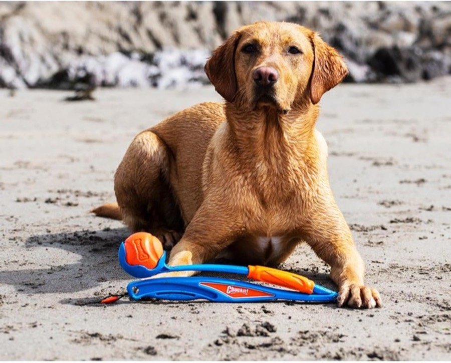 Ver imagen 5 de 5: Perro labrador tumbado en la arena de una playa junto al lanzador Chuckit! Fetch & Fold y su pelota