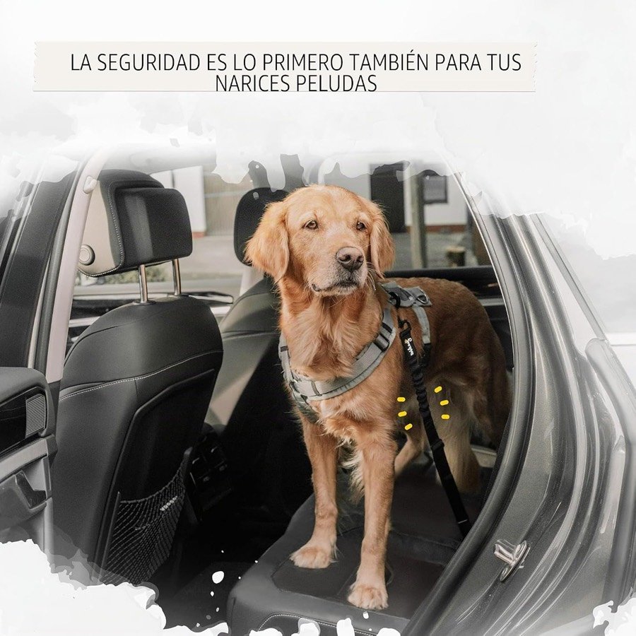 Ver imagen 3 de 5: Golden retriever con arnés en el asiento trasero de un coche, sujeto con el cinturón Rudelkönig