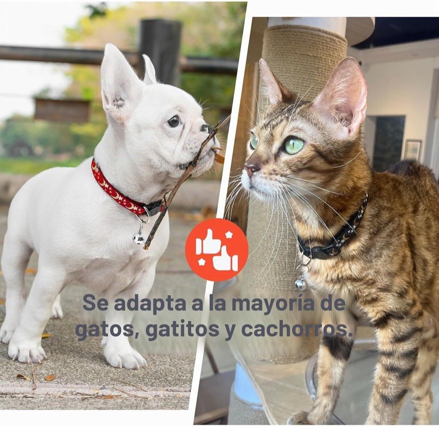 Ver imagen 5 de 6: Un bulldog francés con el collar rojo y un gato atigrado con el negro, con el rótulo de que sirve para gatos, gatitos y cachorros