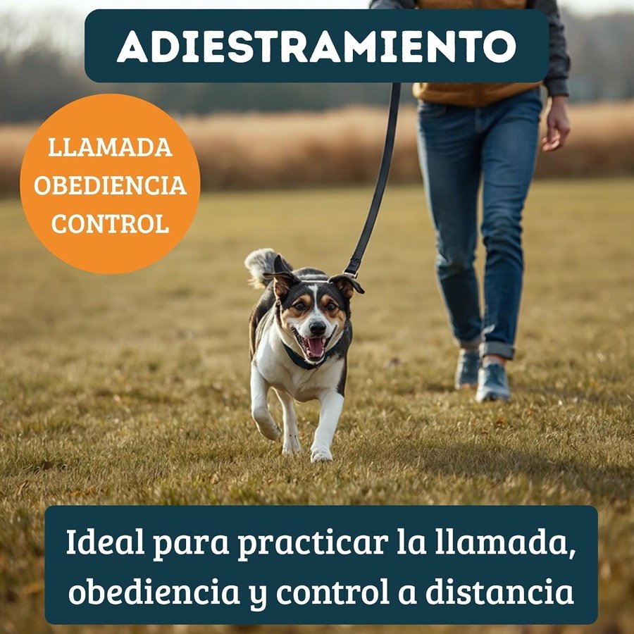 Ver imagen 3 de 6: Jack russell corriendo hacia su dueño por la hierba con la correa larga puesta, bajo el rótulo «Adiestramiento»