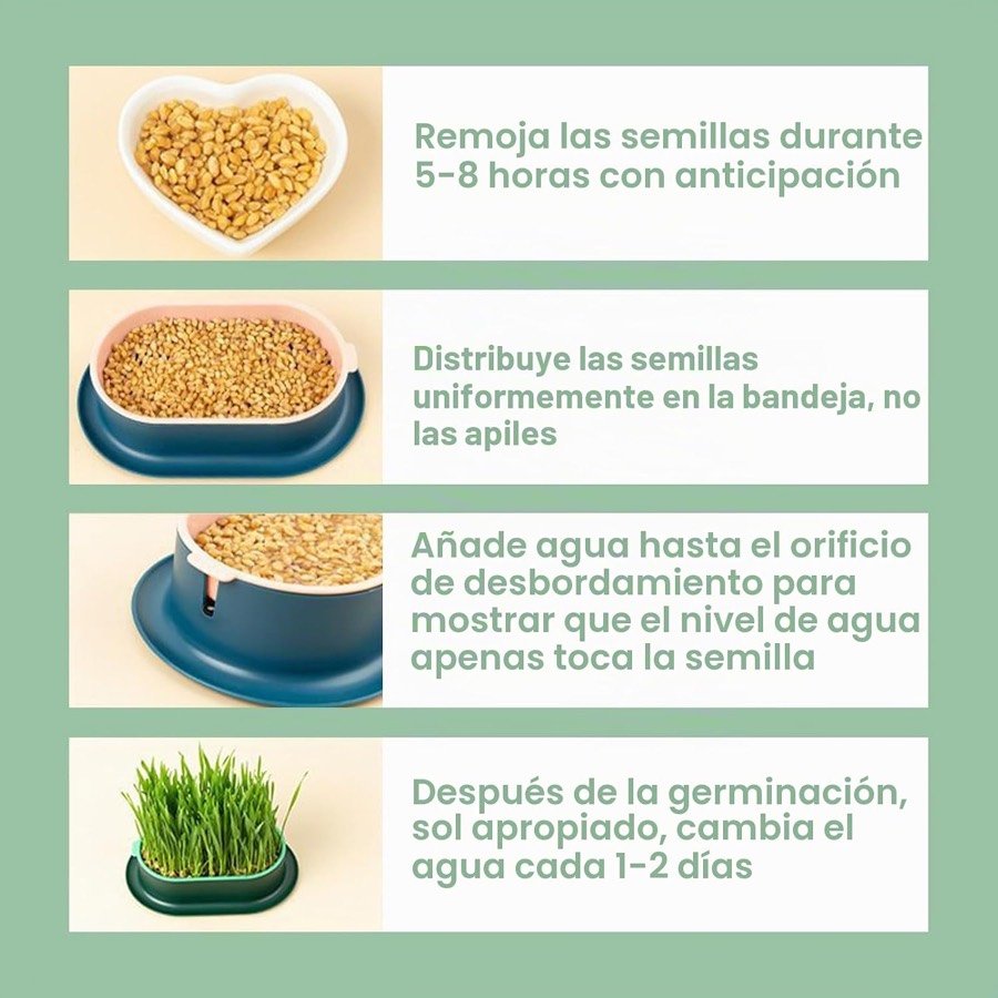 Ver imagen 3 de 6: Los cuatro pasos del cultivo: remojar las semillas de cinco a ocho horas, repartirlas sin apilar, añadir agua hasta el orificio y cambiarla cada uno o dos días