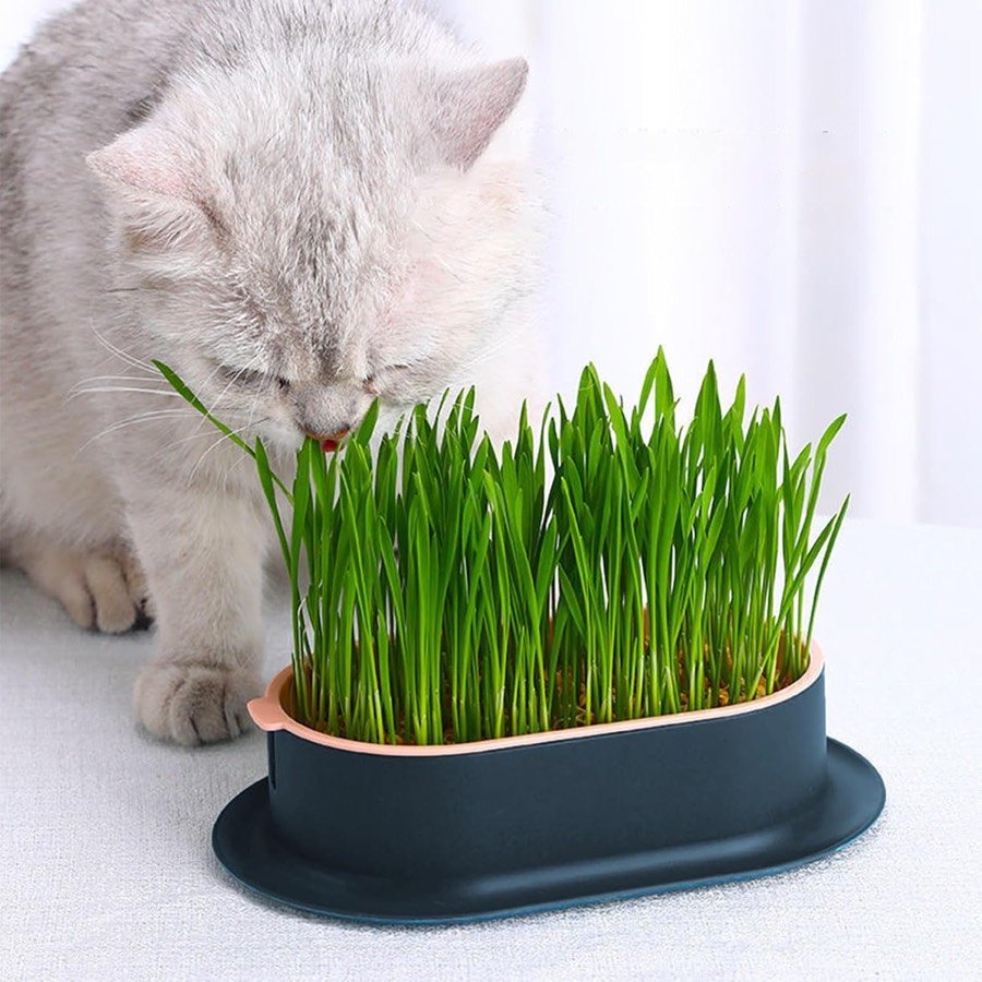 Ver imagen 6 de 6: Gato gris comiendo de la bandeja FENGQQKJ con la hierba crecida sobre una mesa
