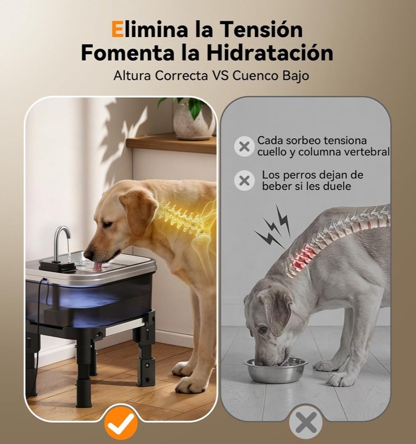 Ver imagen 5 de 6: Comparación entre un perro bebiendo de la fuente elevada y otro agachado sobre un cuenco en el suelo
