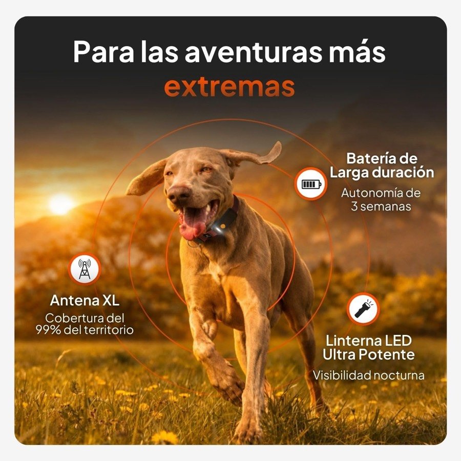 Ver imagen 2 de 6: Perro corriendo con el Weenect XT al cuello y las tres funciones destacadas: antena XL, batería de tres semanas y linterna LED