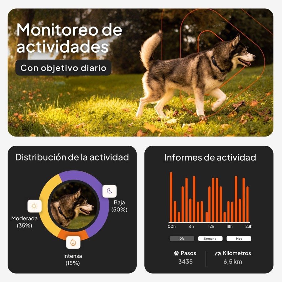 Ver imagen 4 de 6: Husky en el campo y gráficos de la aplicación Weenect con la distribución de la actividad diaria y los kilómetros recorridos