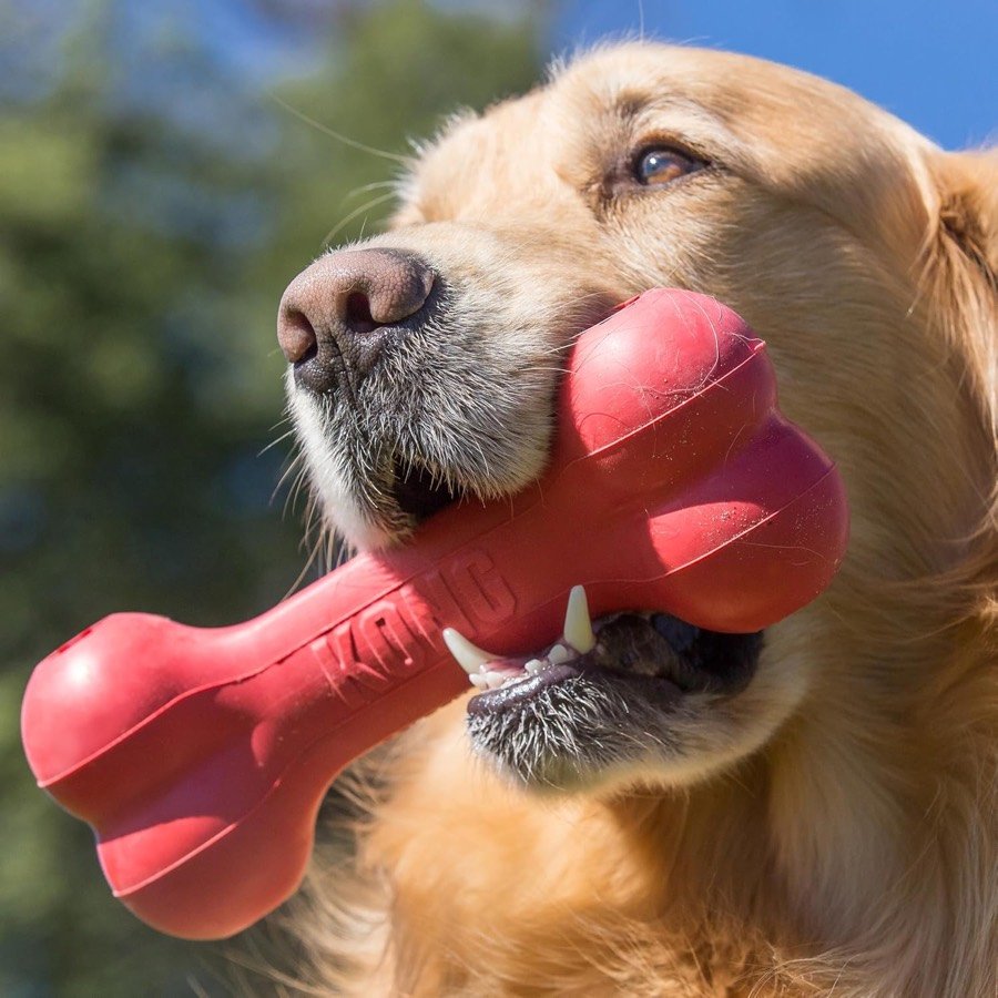 Ver imagen 2 de 6: Golden retriever con el Goodie Bone rojo entre los dientes
