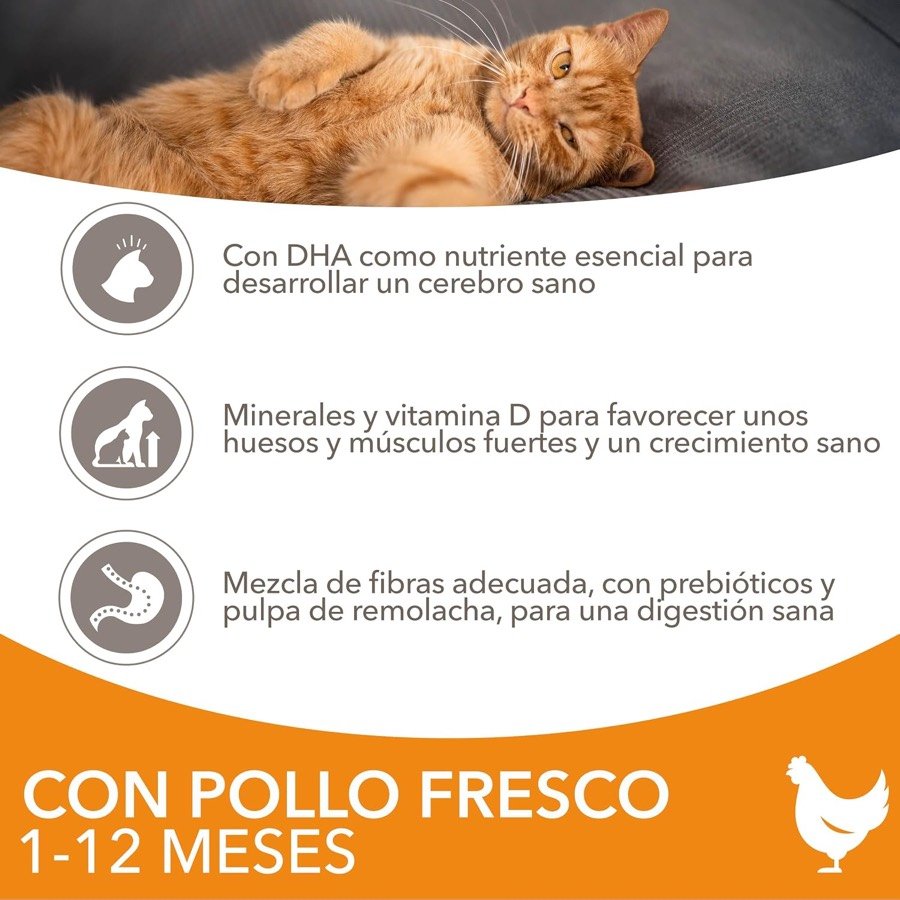 Ver imagen 4 de 6: Gato naranja tumbado junto a los tres reclamos de IAMS: DHA para el cerebro, minerales y vitamina D para los huesos y mezcla de fibras con prebióticos