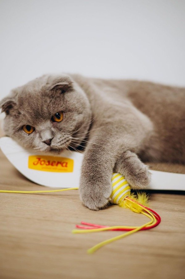Ver imagen 2 de 6: Gato gris de pelo corto jugando con un juguete de la marca Josera