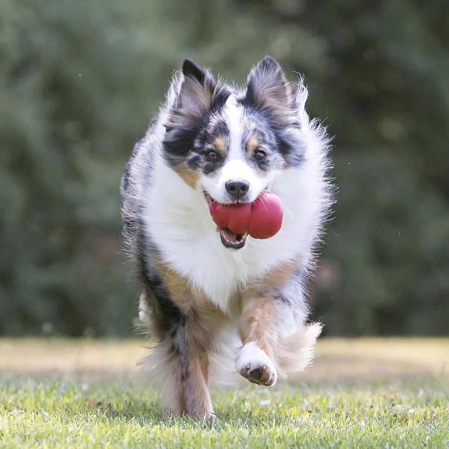 Ver imagen 2 de 6: Perro pastor australiano corriendo por la hierba con el KONG Classic rojo en la boca