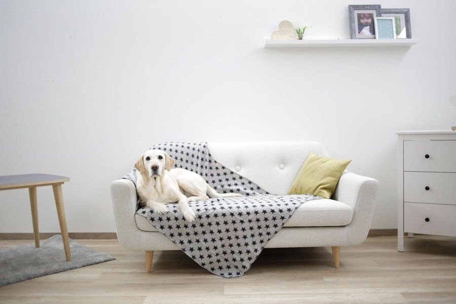 Ver imagen 5 de 6: Perro descansando sobre la manta Kerbl Stella colocada encima de un sofá blanco