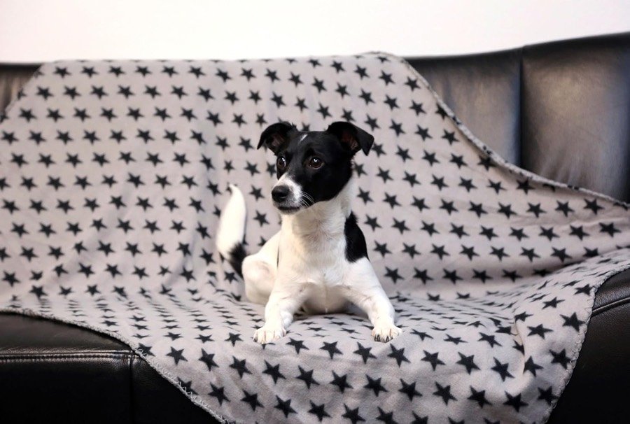 Ver imagen 6 de 6: Perro pequeño blanco y negro sobre la manta Kerbl Stella cubriendo un sofá de piel oscura