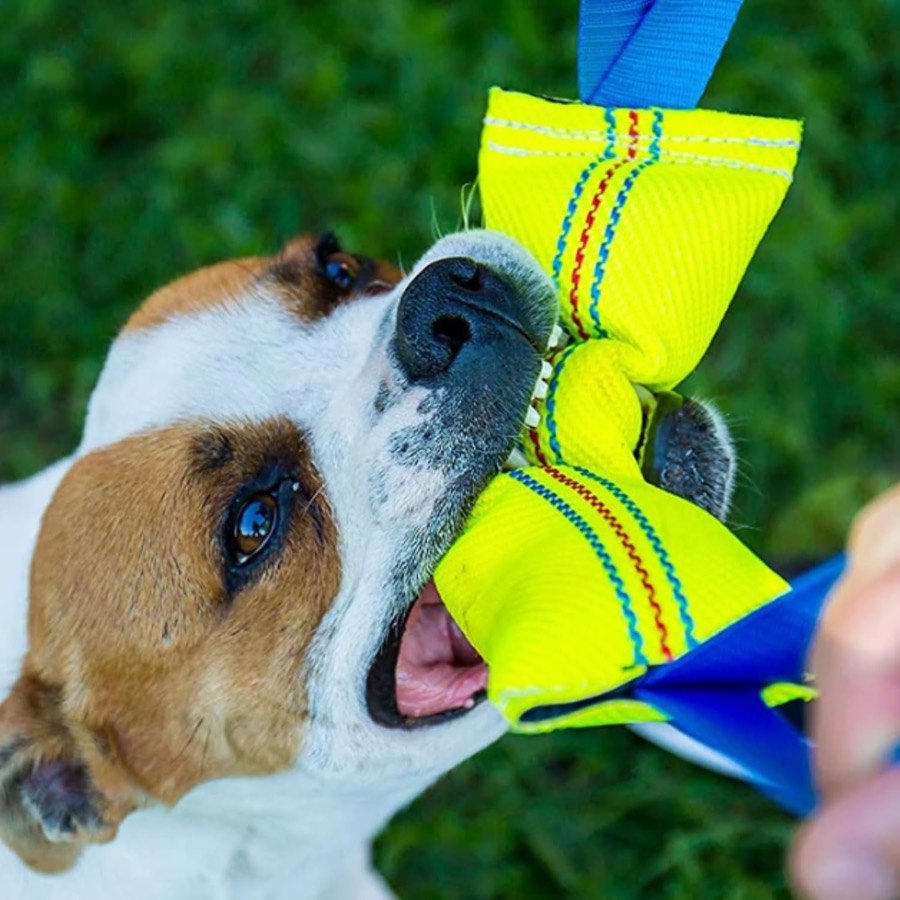 Ver imagen 2 de 6: Perro blanco y canela mordiendo con fuerza el mordedor amarillo mientras una persona tira de las asas