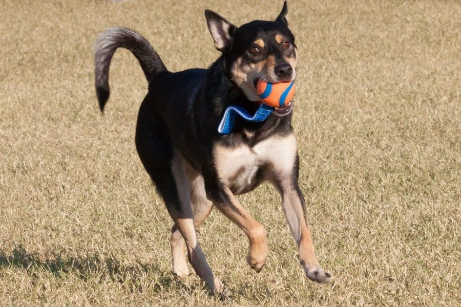 Ver imagen 2 de 6: Perro mestizo negro y canela corriendo por un prado seco con la Ultra Tug en la boca