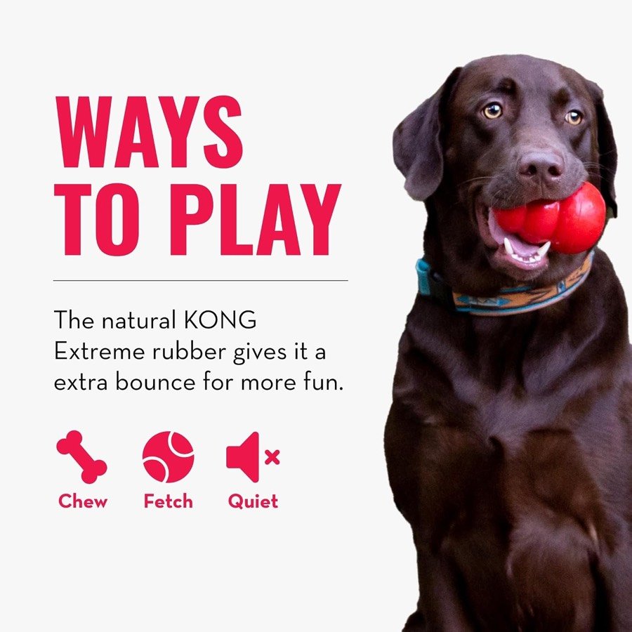 Ver imagen 6 de 6: Labrador chocolate con una pelota KONG roja en la boca e iconos de masticar, lanzar y silenciosa