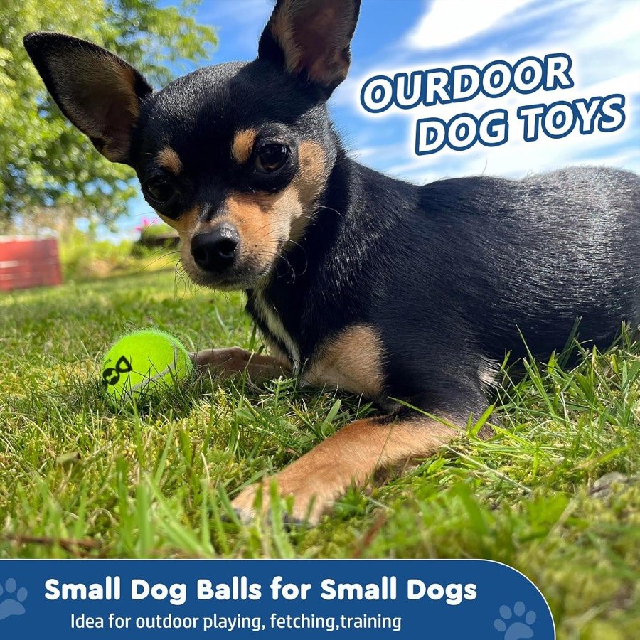 Ver imagen 3 de 6: Chihuahua tumbado en la hierba junto a una pelota INSUM amarilla, como pelota para perros pequeños