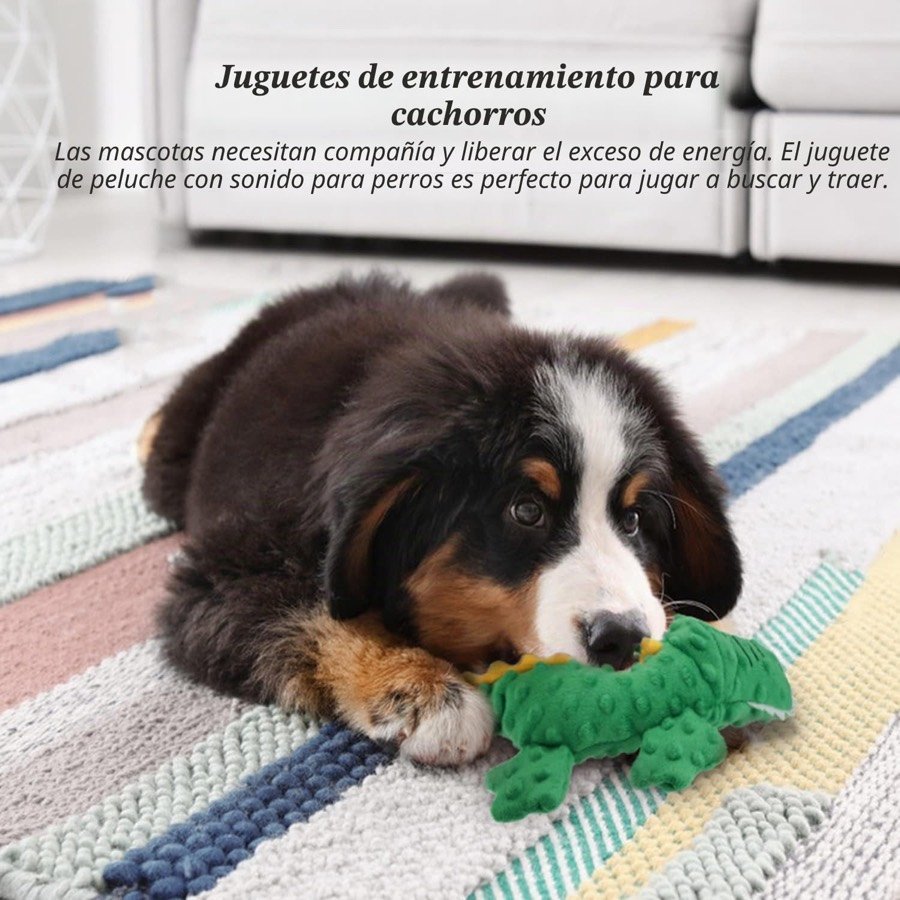 Ver imagen 5 de 6: Cachorro de boyero de Berna tumbado sobre una alfombra mordisqueando el cocodrilo verde