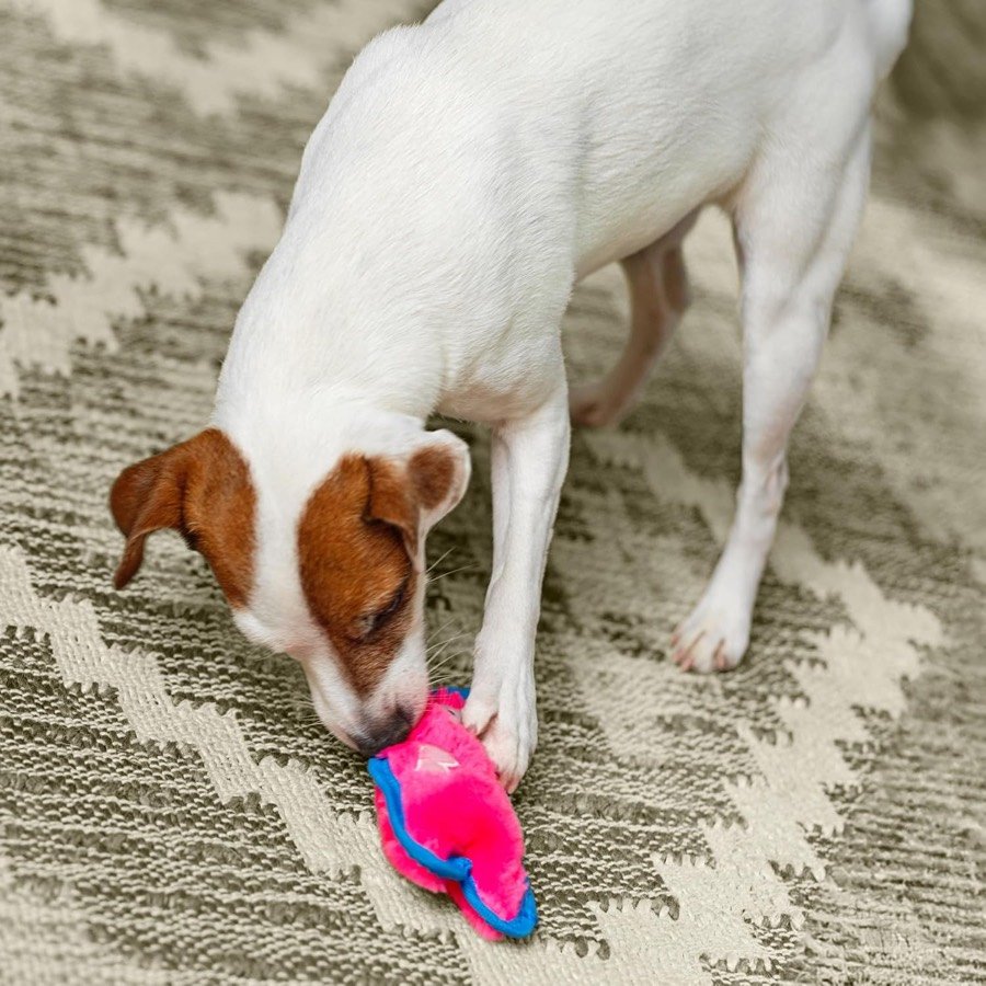 Ver imagen 2 de 6: Jack russell olfateando el cerdito rosa sobre una alfombra