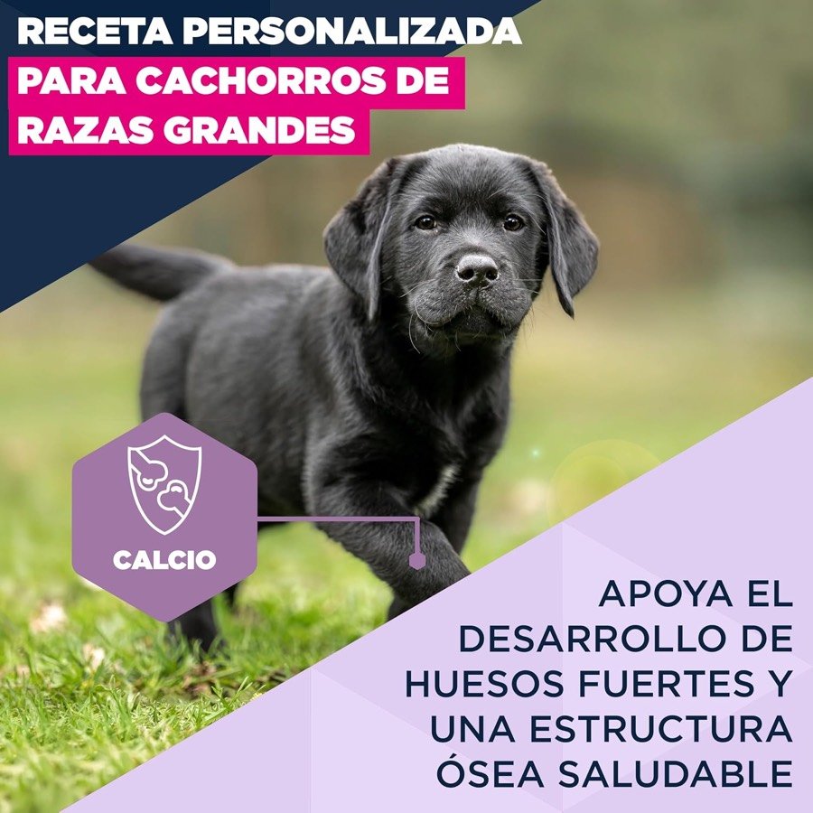 Ver imagen 3 de 6: Lámina sobre el aporte de calcio para el desarrollo óseo del cachorro de raza grande