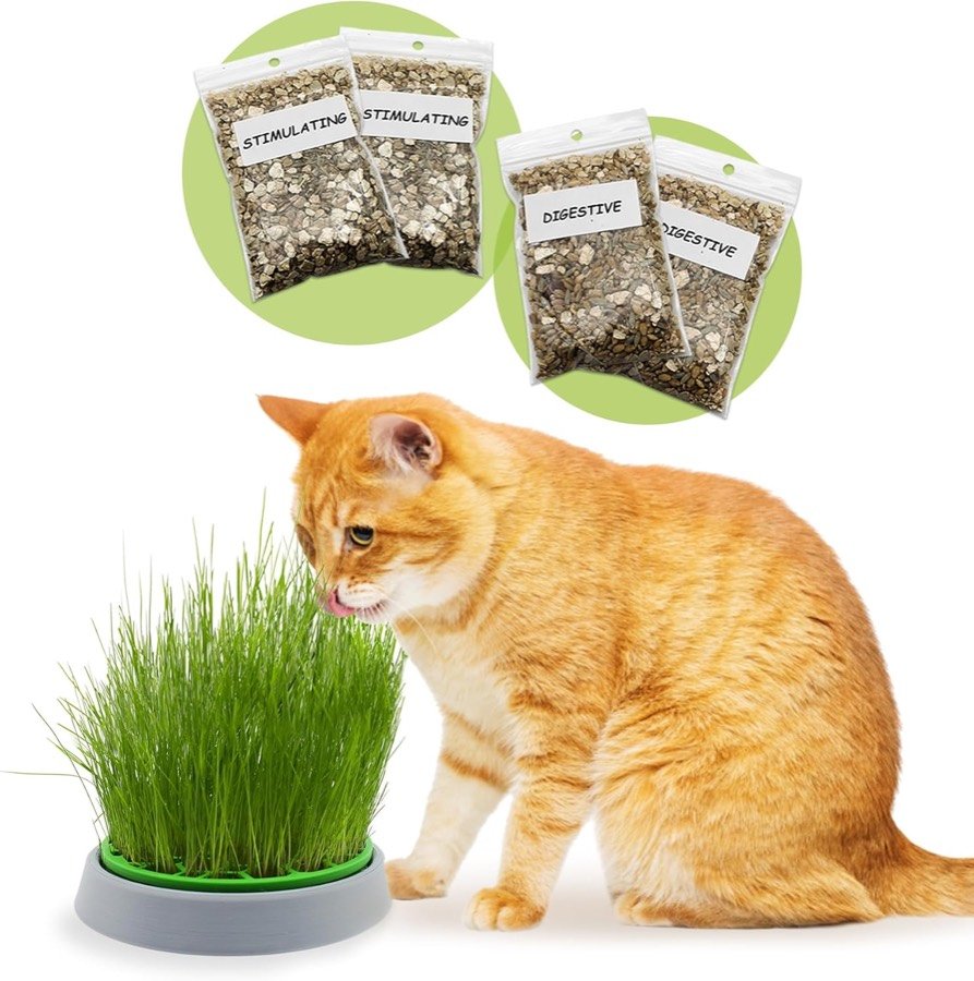 Gato naranja comiendo de la maceta de hierba gatera R&R Shop ya crecida, junto a los cuatro sobres de semillas