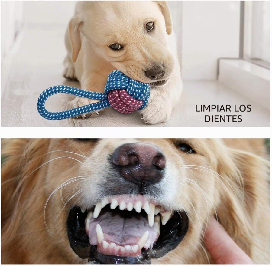 Ver imagen 4 de 6: Cachorro mordiendo uno de los juguetes de cuerda con bola del pack Toozey, junto a un detalle de la dentadura de un perro