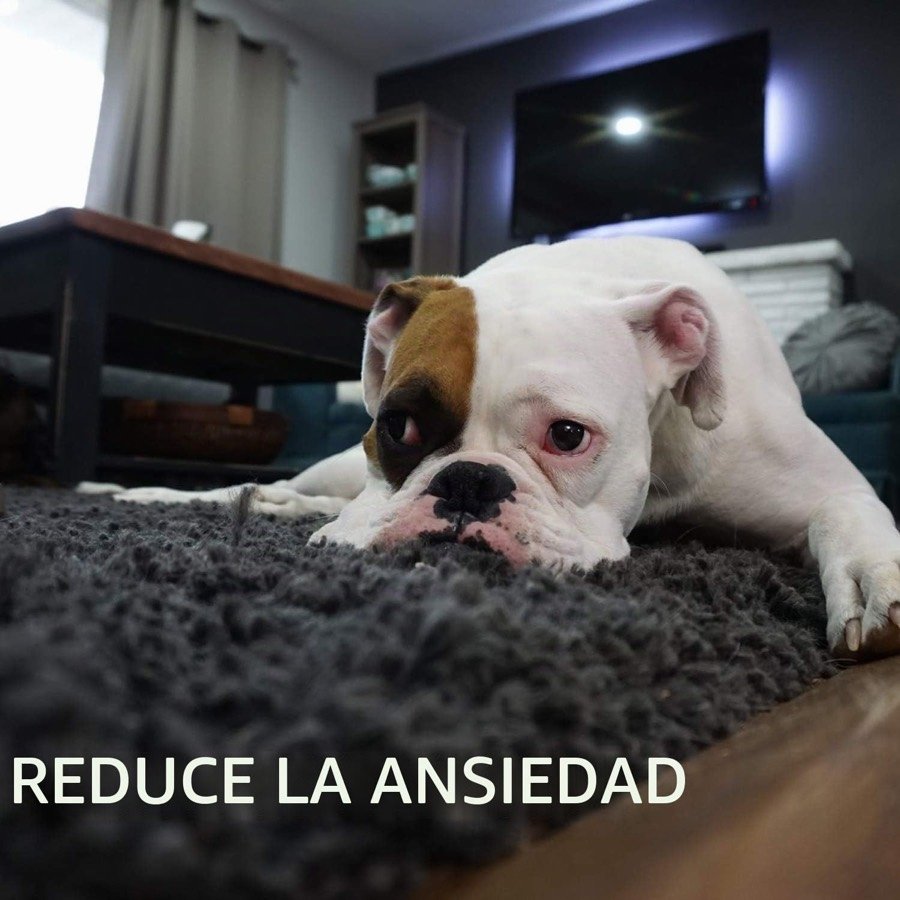 Ver imagen 6 de 6: Perro bulldog tumbado en una alfombra, en la imagen del fabricante sobre reducción de la ansiedad