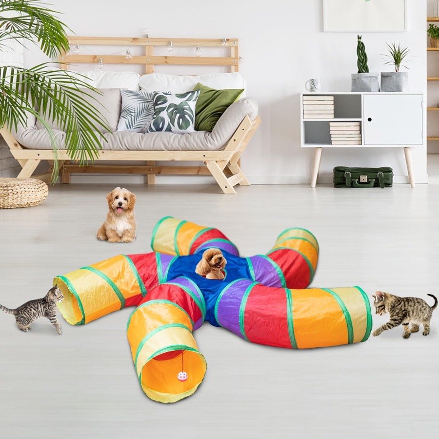 Ver imagen 6 de 6: Gatos y un perro pequeño jugando alrededor del túnel montado en un salón